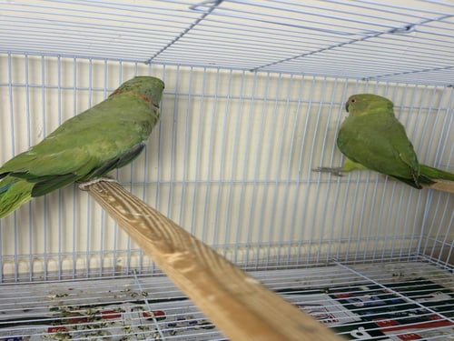 زوج دره هندي