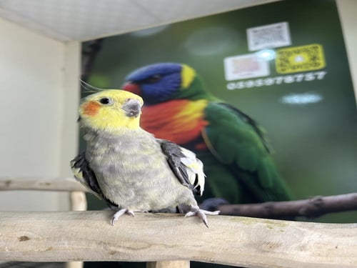 ذكر كراون اليف ومتكلم