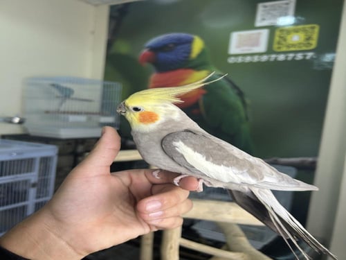 كروان أليف و مغرد