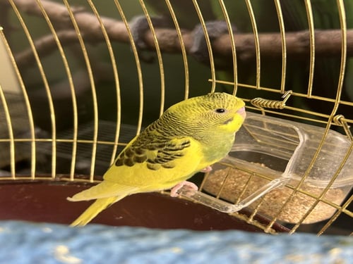 فروخ بادجي اليفه