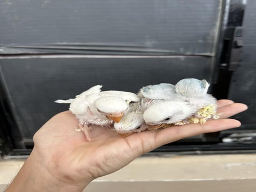 فروخ روز غر