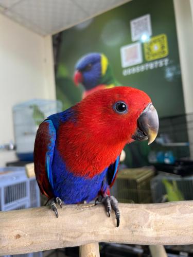 انثى اكلكتوس اليف وهدد