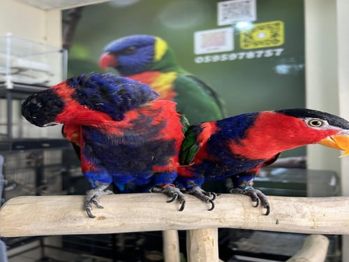 لوري هجين نوادر اليف وهدد ومتكلم