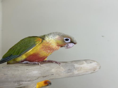 كنيور اليف وهدد نهاية غر