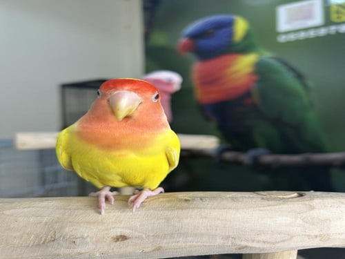 روز لاتينو اليف