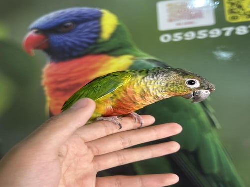 كنيور يلوسايد اليف