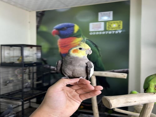 كروان نورمل اليف