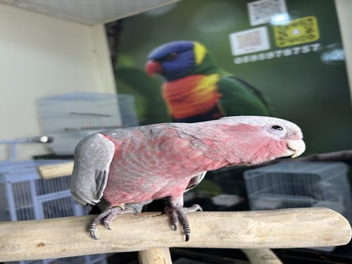 فرخ كوكاتو قالا اليف وهدد