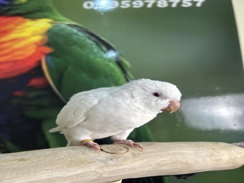 كويكر البينو اليف وهدد