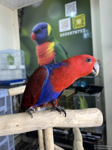 انثى اكلكتوس اليف وهدد