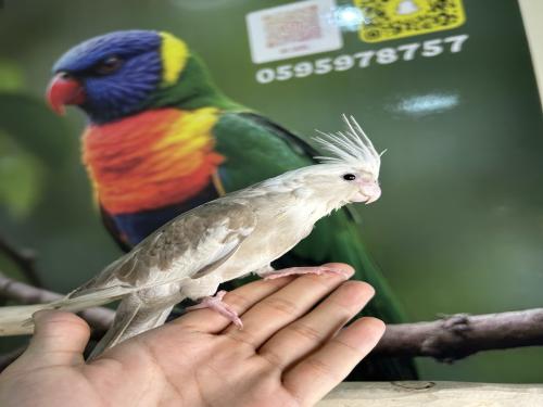 كروان هولندي اليف وهدد