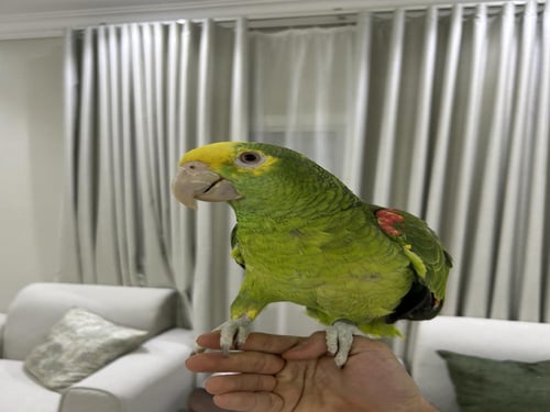 أمازوني دبل هد اليف وهدد ومتكلم