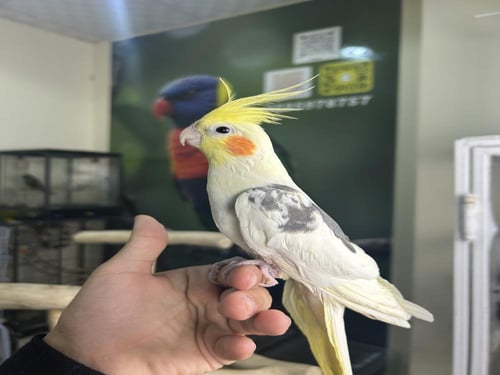 ذكر كروان اليف وهدد ومتكلم