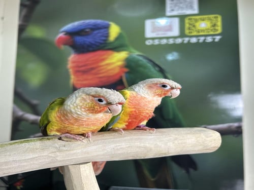 كنيورات اناناس اليفه وهدد