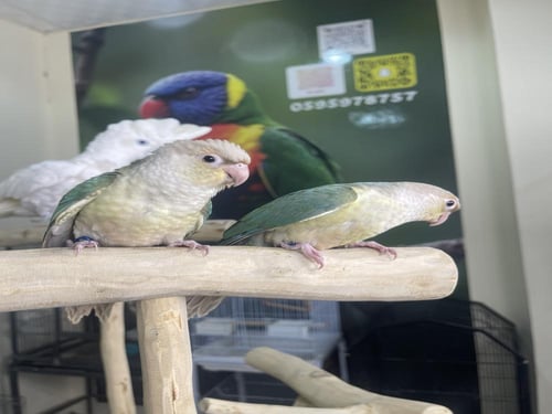 كنيور سنمون تركواز اليف وهدد