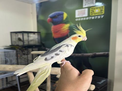 ذكر كروان اليف وهدد ومتكلم