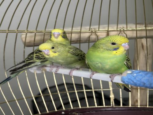 فروخ بادجي اليفه