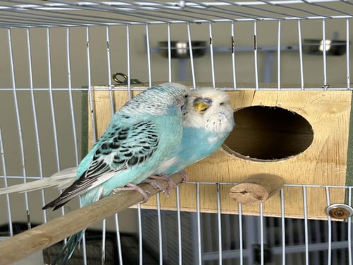 زوج بادجي انجليزي