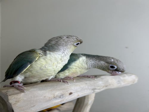 كنيور اليف وهدد نهاية غر