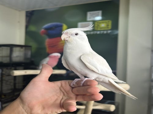 كروان اليف وهدد ومتكلم