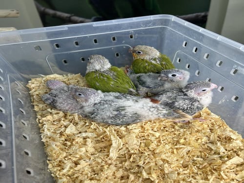 فروخ كنيور تصانيف منوعه