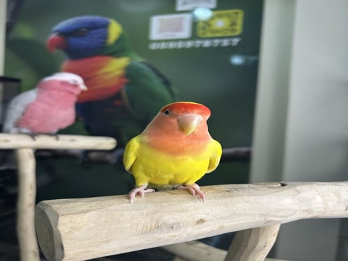 روز لاتينو اليف