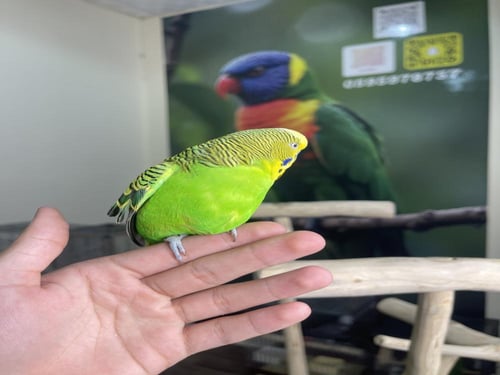 ذكر هولندي بادجي اليف