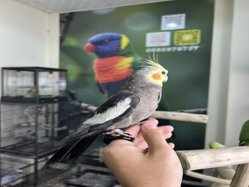 كروان نورمل اليف