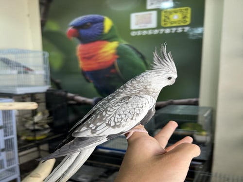 انثى كروان أليف