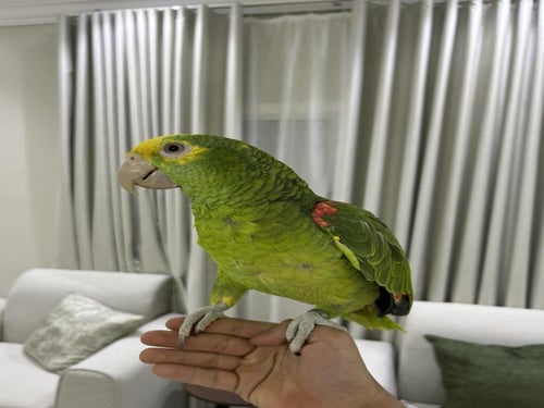 أمازوني دبل هد اليف وهدد ومتكلم