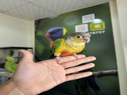 كنيور يلوسايد اليف وهدد