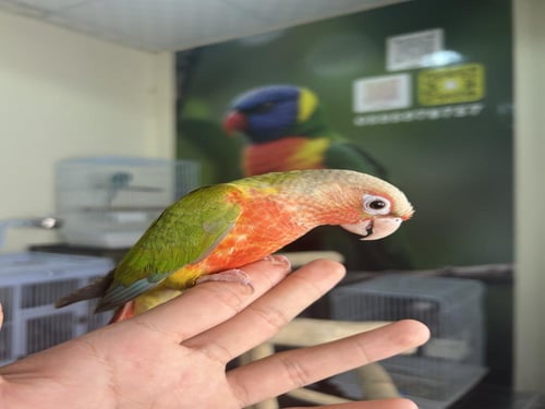 كنيور أناناس دبل رد فاكتور اليف وهدد