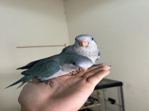 كويكر ازرق اليف وهدد