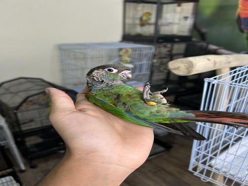 فرخين كنيور بيرلي اليف وهدد (نوادر )