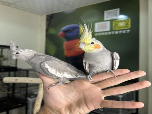 زوج كروان اليف وهدد