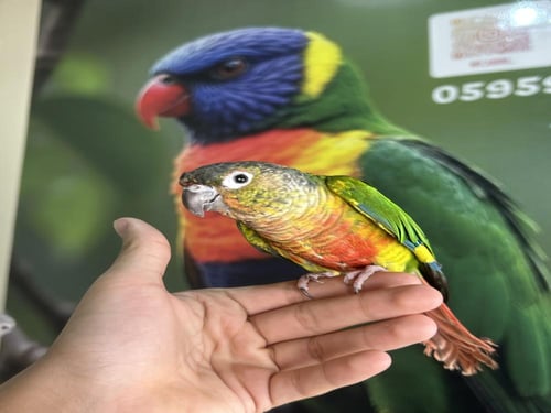 كنيور يلوسايد اليف