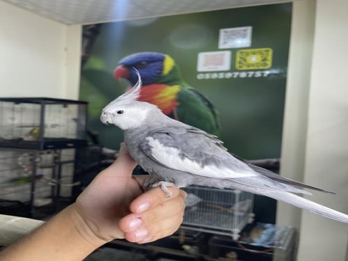 ذكر كروان هولندي أليف ومتكلم