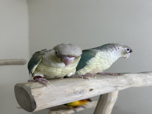 كنيور اليف وهدد نهاية غر