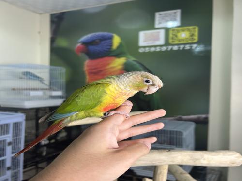 كنيور أناناس اليف وهدد ومتكلم