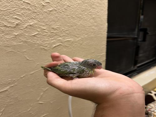 فرخ ميني روز (بارتوليت )