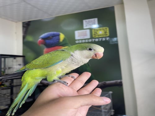 كويكر اخضر اليف وهدد