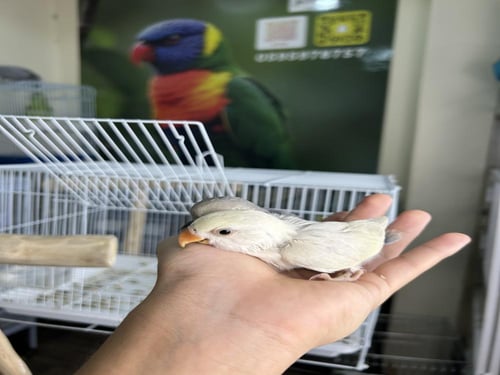 فروخ روز اليفه