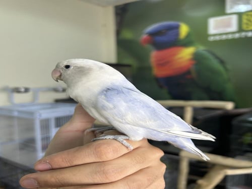 روز أليف وهدد