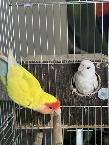 زوج روز اليف وهدد و معهم بيض