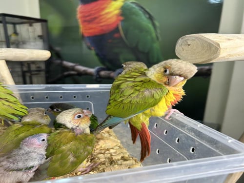 فروخ كنيور منوعه