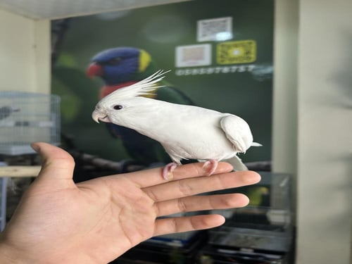 ذكر كروان أليف