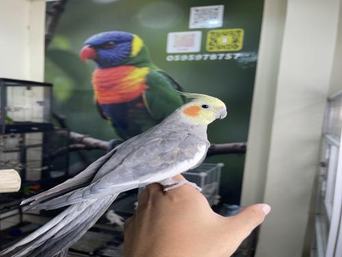 ذكر كروان نورمل أليف ومتكلم