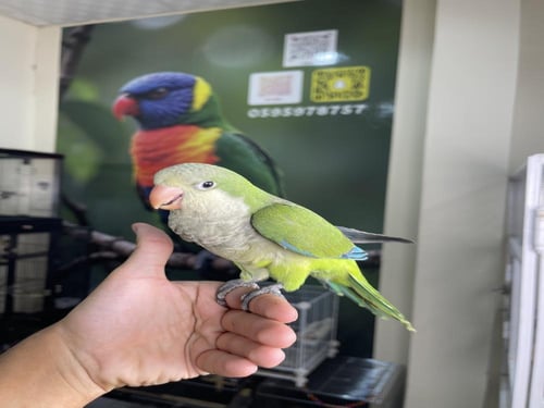 كويكر اخضر اليف وهدد