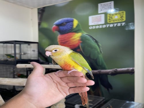 كنيور اناناس اليف وهدد