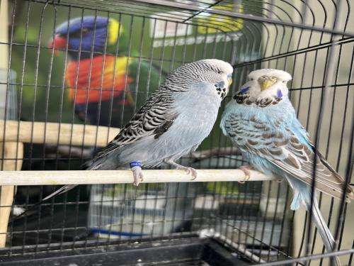 زوج بادجي إنجليزي